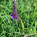 Vicia eriocarpa Blodyn