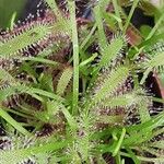 Drosera capensis Blad