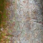 Bursera simaruba പുറംതൊലി