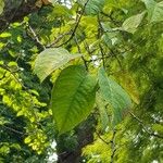 Aegle marmelos Hoja