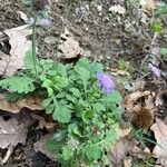 Scabiosa cinerea 葉