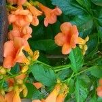 Campsis grandiflora Fula