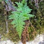 Asplenium adiantum-nigrum 葉