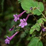Didymocarpus cinereus Flor
