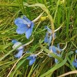 Delphinium leroyi Flower