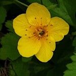 Waldsteinia ternata Çiçek