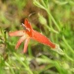 Penstemon pinifolius Flower