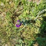 Anchusa officinalisBlüte