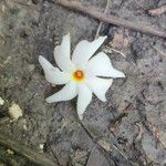 Nyctanthes arbor-tristis Flor