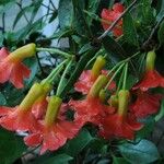 Rhododendron christi Flower