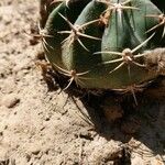 Echinocactus texensis Yaprak