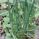 Allium oleraceum Leaf