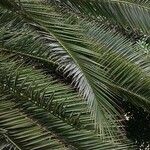 Phoenix canariensis Lapas