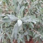 Salvia leucophylla List