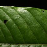 Couepia excelsa 葉