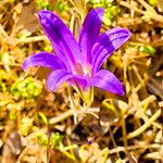 Brodiaea coronaria