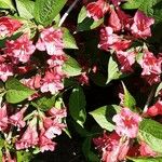 Weigela hortensis Elinympäristö