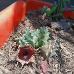 Huernia zebrina പുഷ്പം