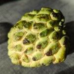 Annona squamosa Fruitua