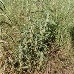 Meiosperma bracteatum Συνήθη χαρακτηριστικά