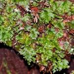 Hymenophyllum le ratii 整株植物