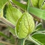 Barleria acanthoides Fruto