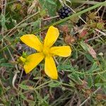 Hypericum annulatum Blüte