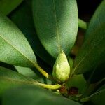 Rhododendron vernicosum Leaf