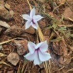 Ipomoea mombassana Flower