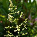 Poa trivialis Flower