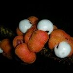 Paullinia rugosa Плод