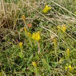 Gagea bohemica Fula