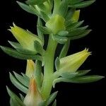 Echeveria platyphylla Hoja