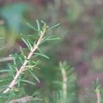 Erica australis Yaprak
