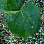 Tilia japonica Leaf