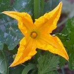 Cucurbita pepo Blomma