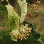 Tilia x euchlora Λουλούδι