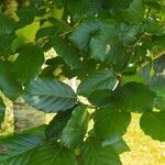 Fagus orientalis LipskyBlatt