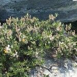 Salix helvetica Συνήθη χαρακτηριστικά