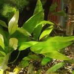 Hygrophila corymbosa Φύλλο