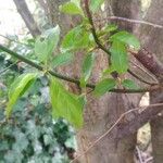 Prunus domestica Plod