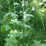 Aconitum columbianum Tervik taim