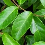 Niedenzuella acutifolia Leaf