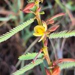 Chamaecrista mimosoides Flower