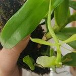 Epidendrum difforme Õis