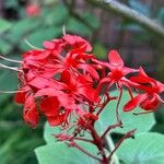 Clerodendrum buchananii പുഷ്പം