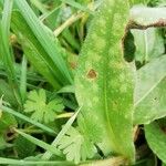 Pulmonaria longifolia Blatt