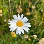 Leucanthemum heterophyllum 花