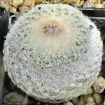 Epithelantha micromeris Blatt