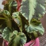 Begonia cleopatrae Leaf